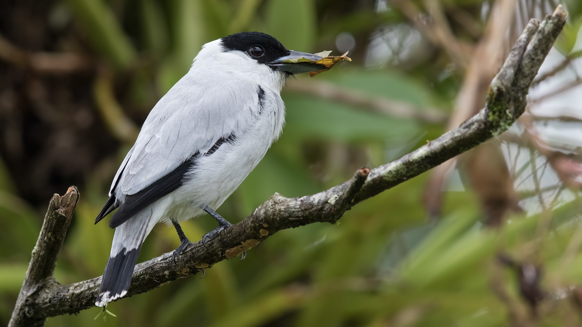 Black-crowned Tityra