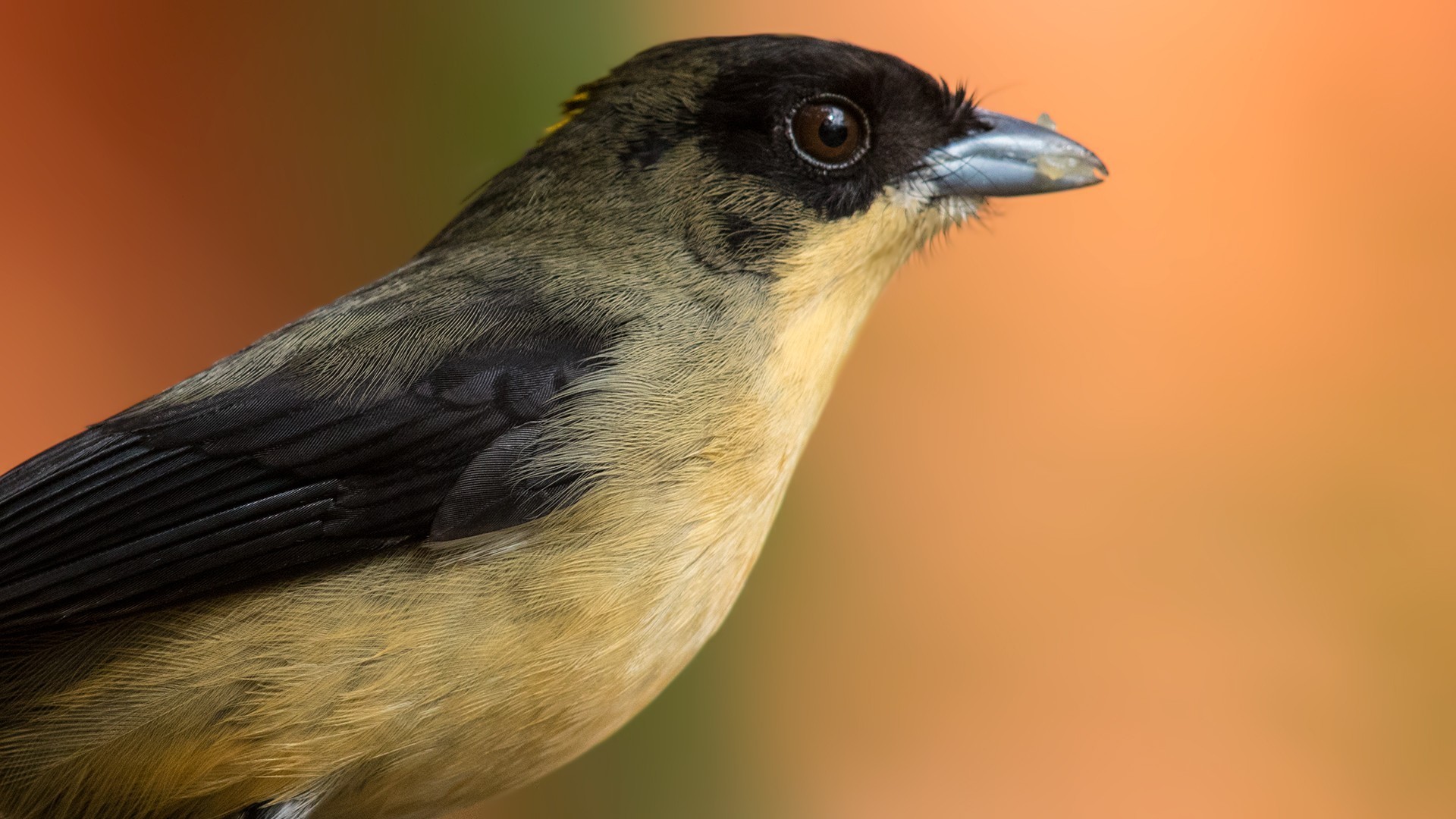 Black-goggled Tanager