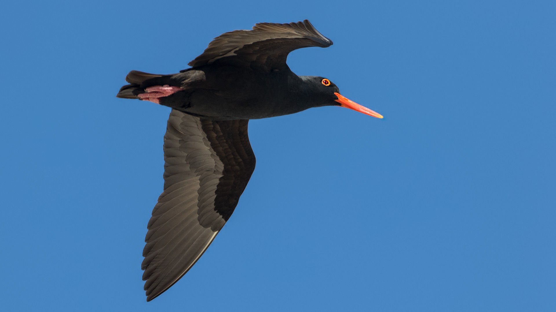 African Oystercatcher — Ana fotoğraf