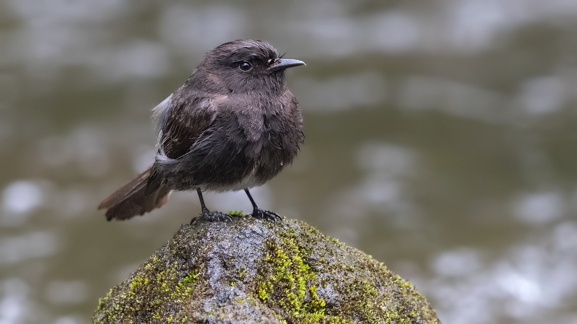 Black Phoebe
