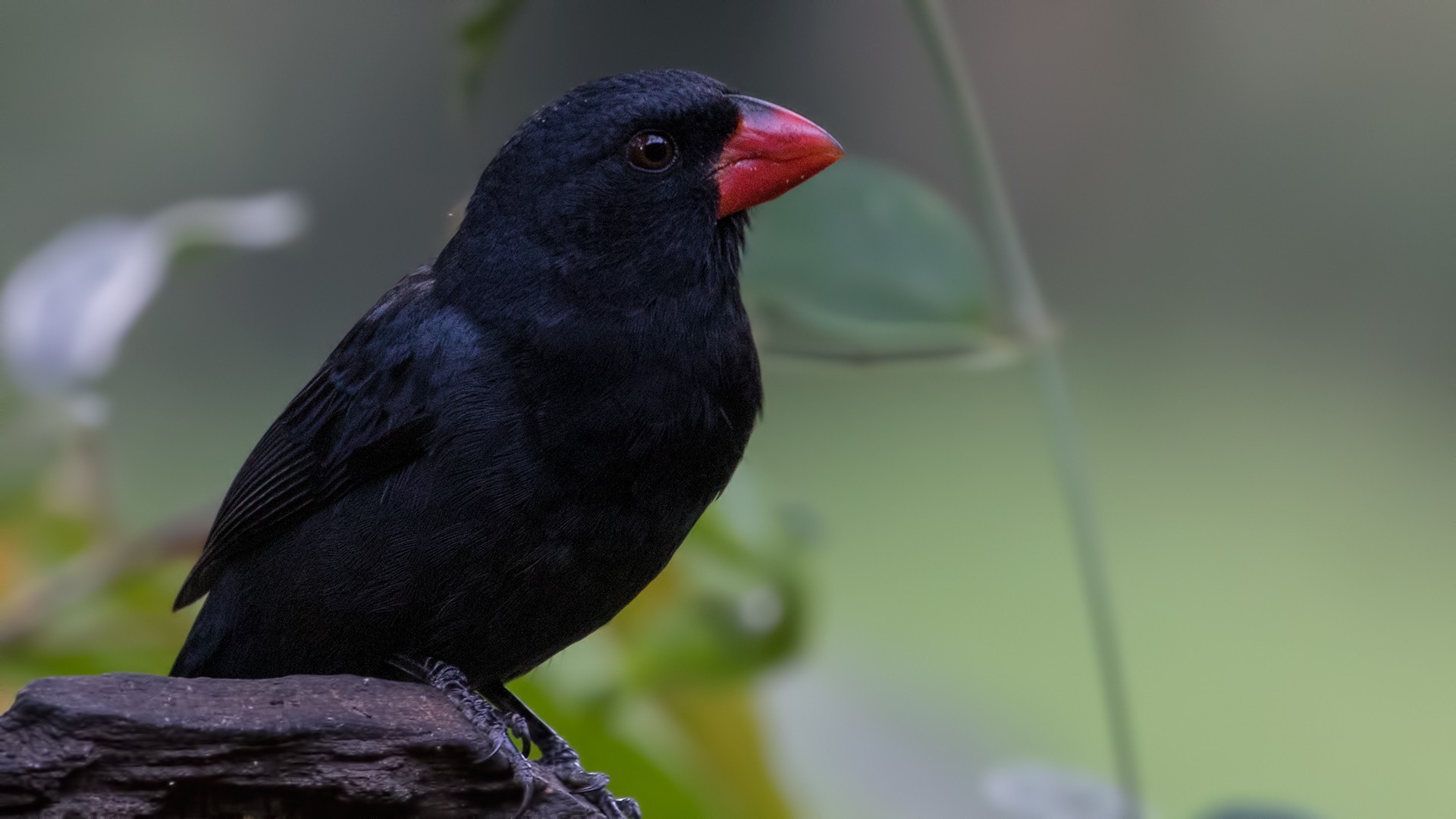 Black-backed Grosbeak — Ana fotoğraf