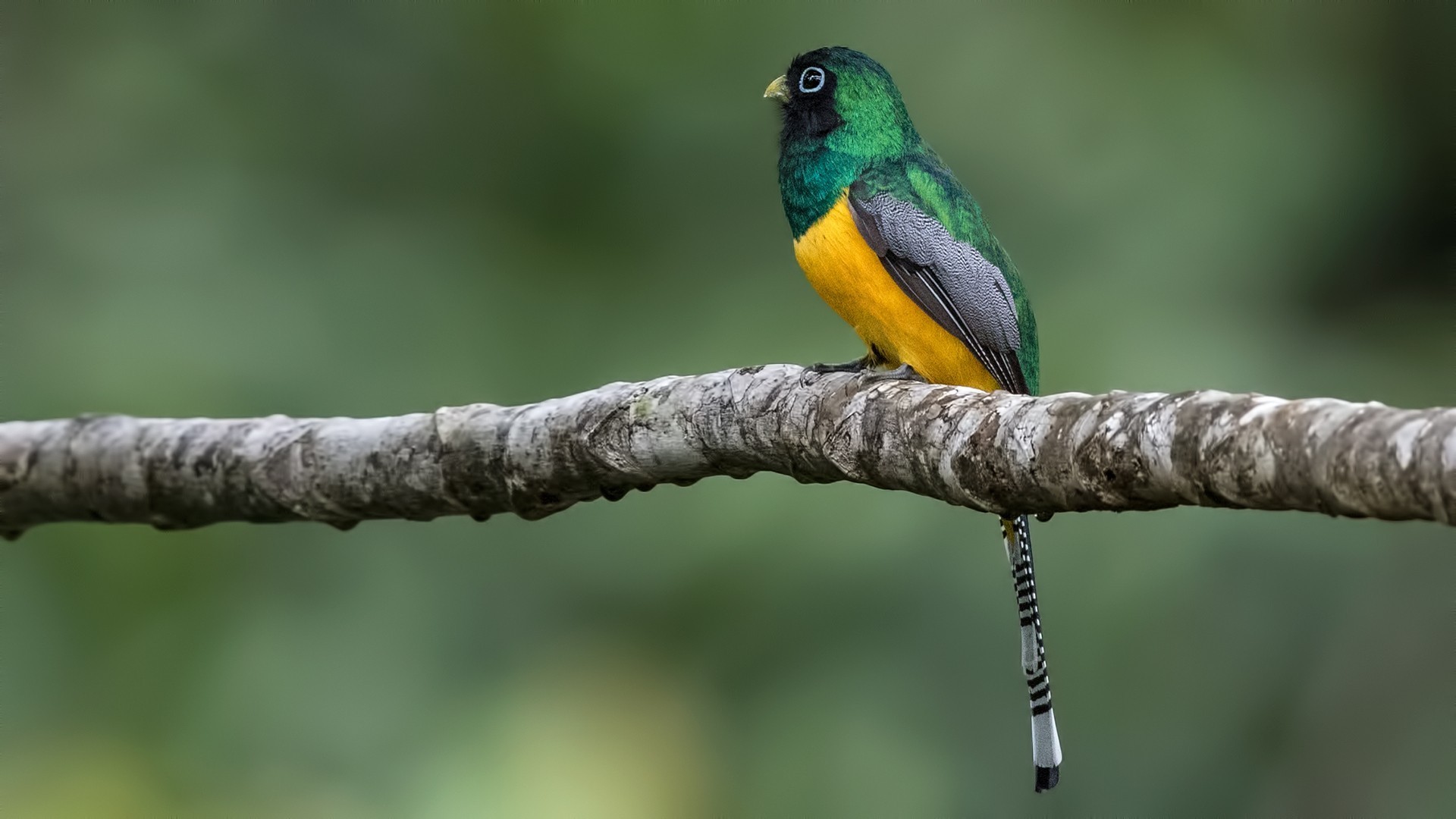 Black-throated Trogon — Ana fotoğraf