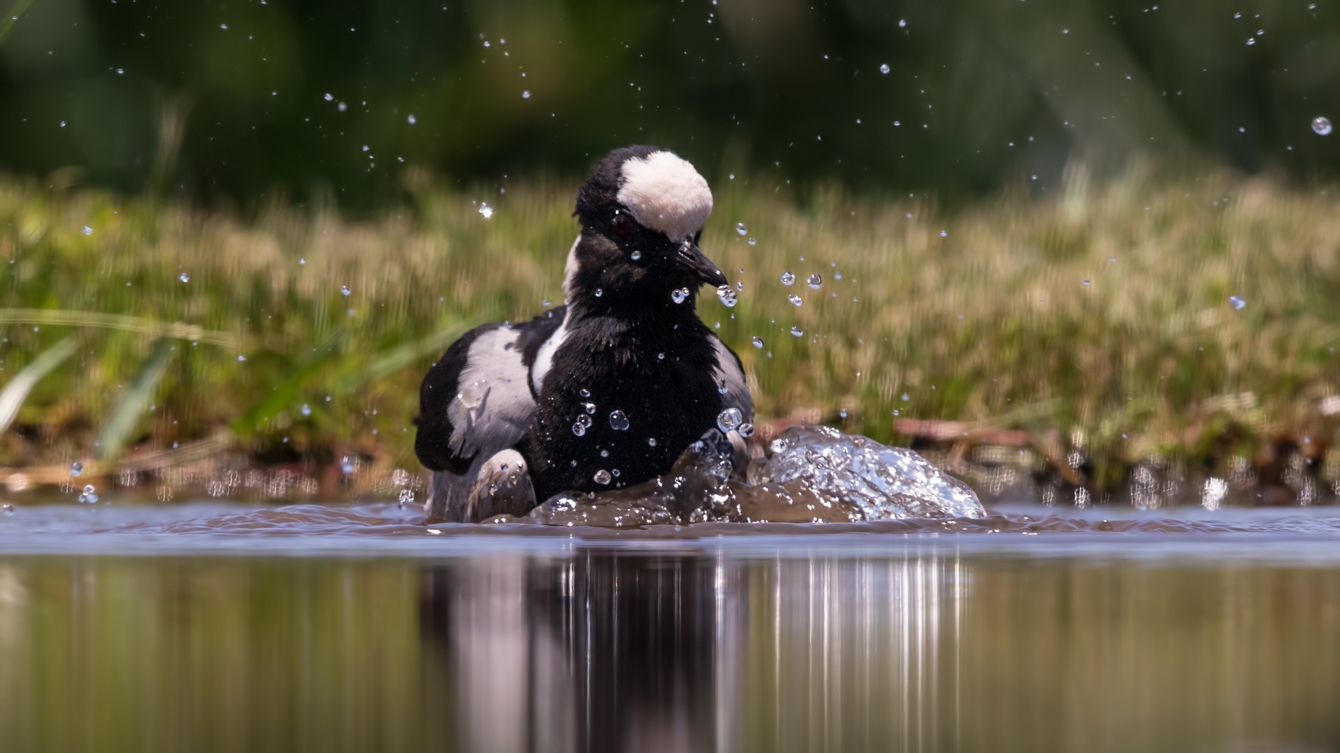Blacksmith Lapwing