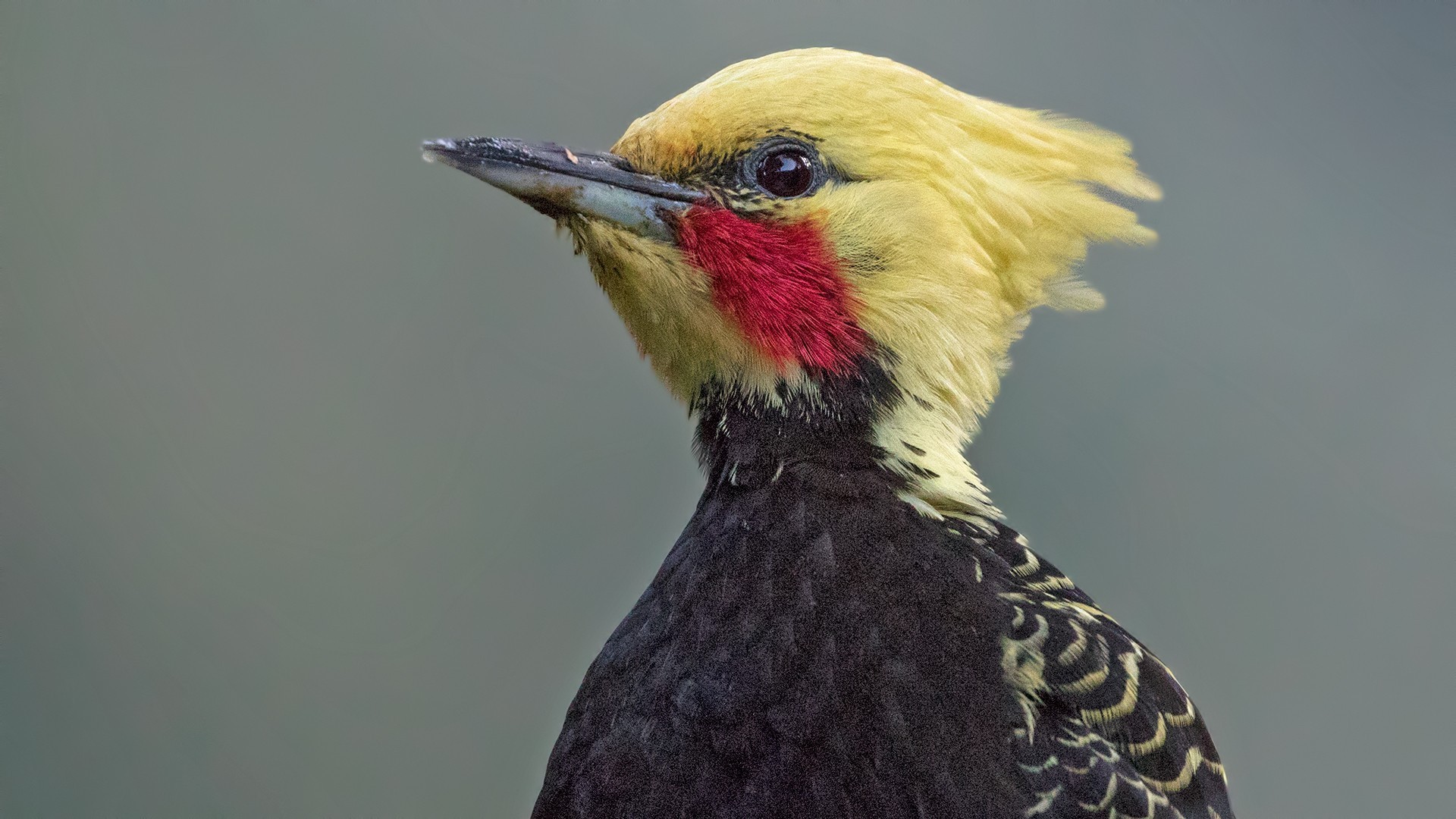 Blond-crested Woodpecker — Ana fotoğraf