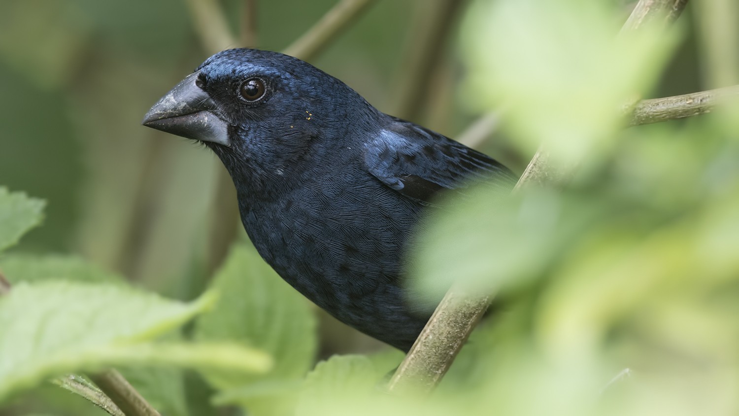 Blue Grosbeak — Ana fotoğraf
