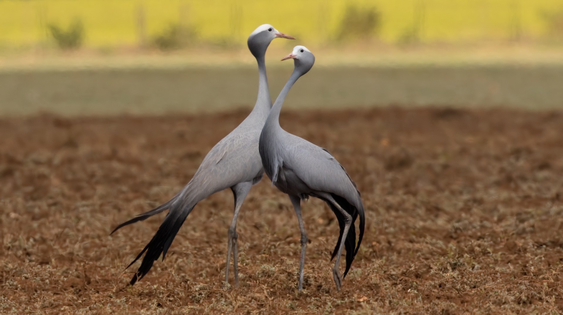 Blue Crane — Ana fotoğraf
