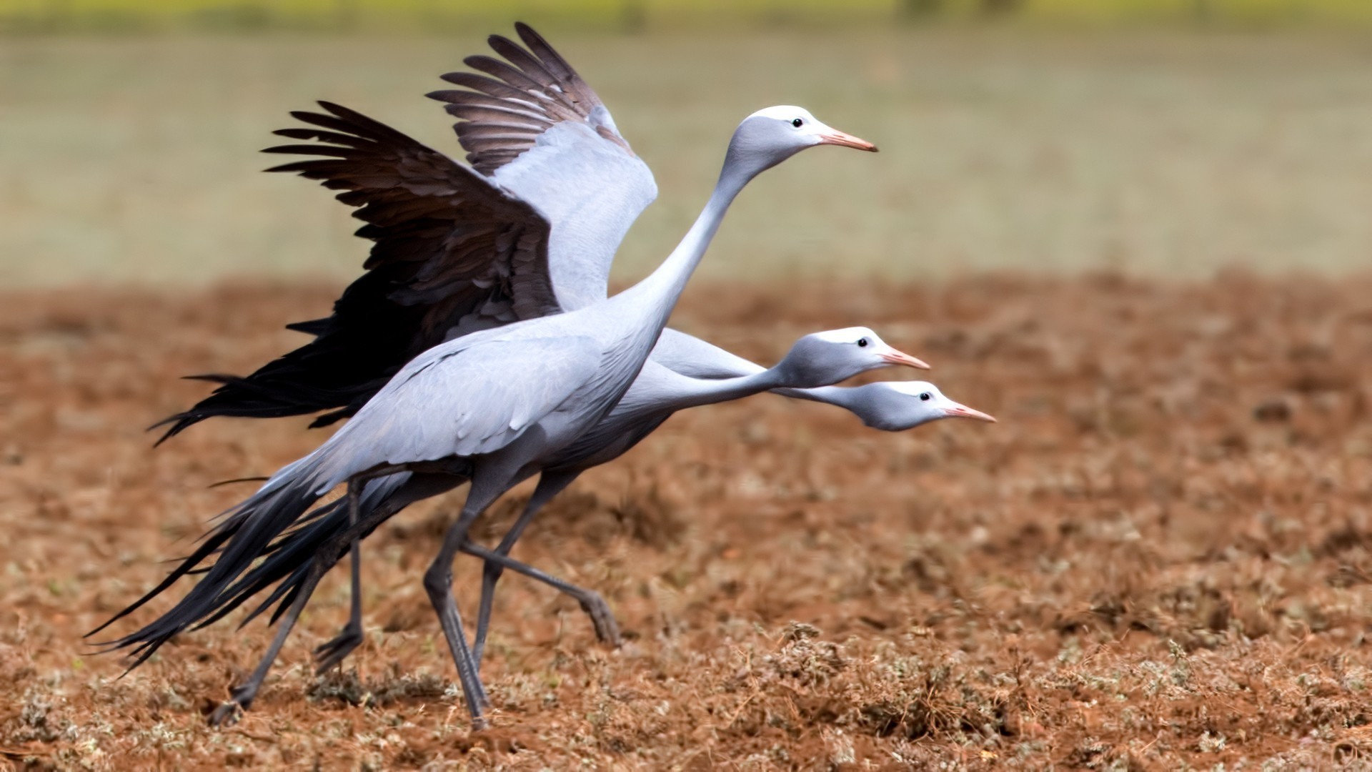 Blue Crane