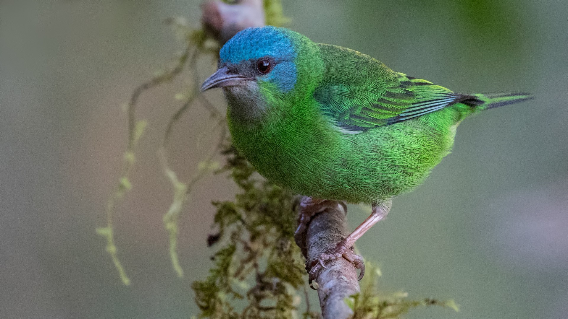 Blue Dacnis — Ana fotoğraf