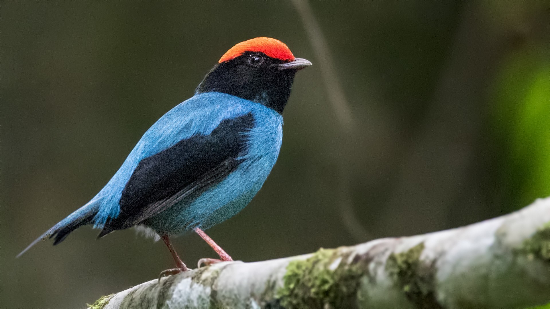 Blue Manakin — Ana fotoğraf