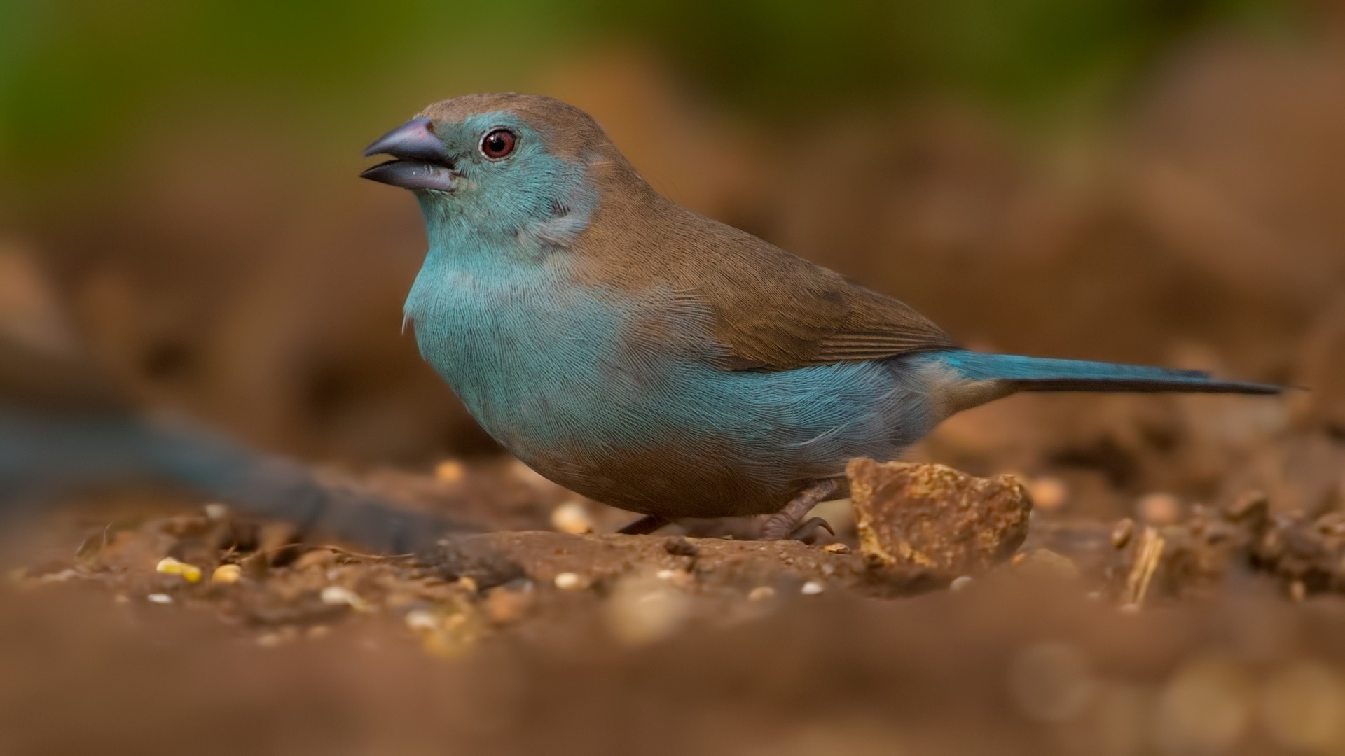Blue Waxbill