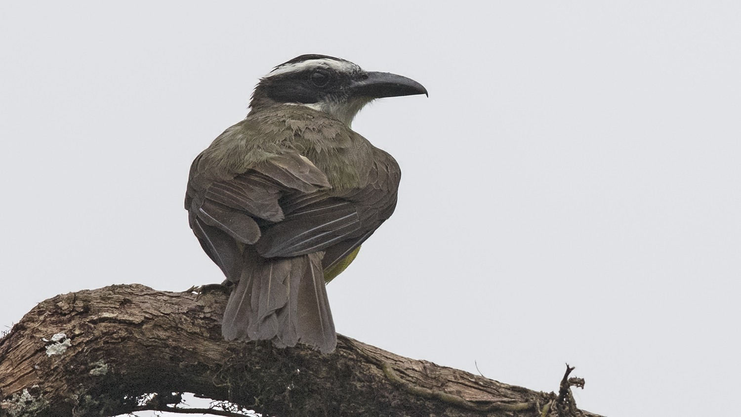 Boat-billed Flycatcher — Ana fotoğraf