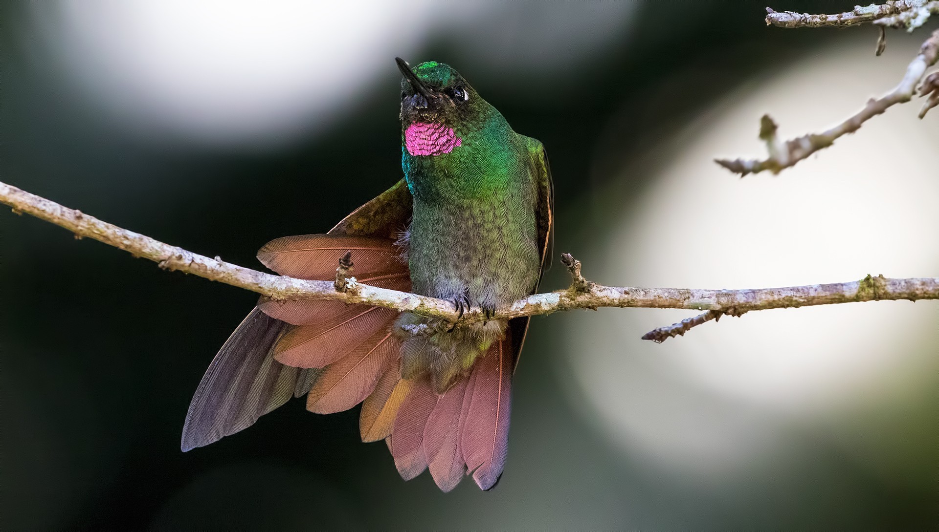 Brazilian Ruby — Ana fotoğraf