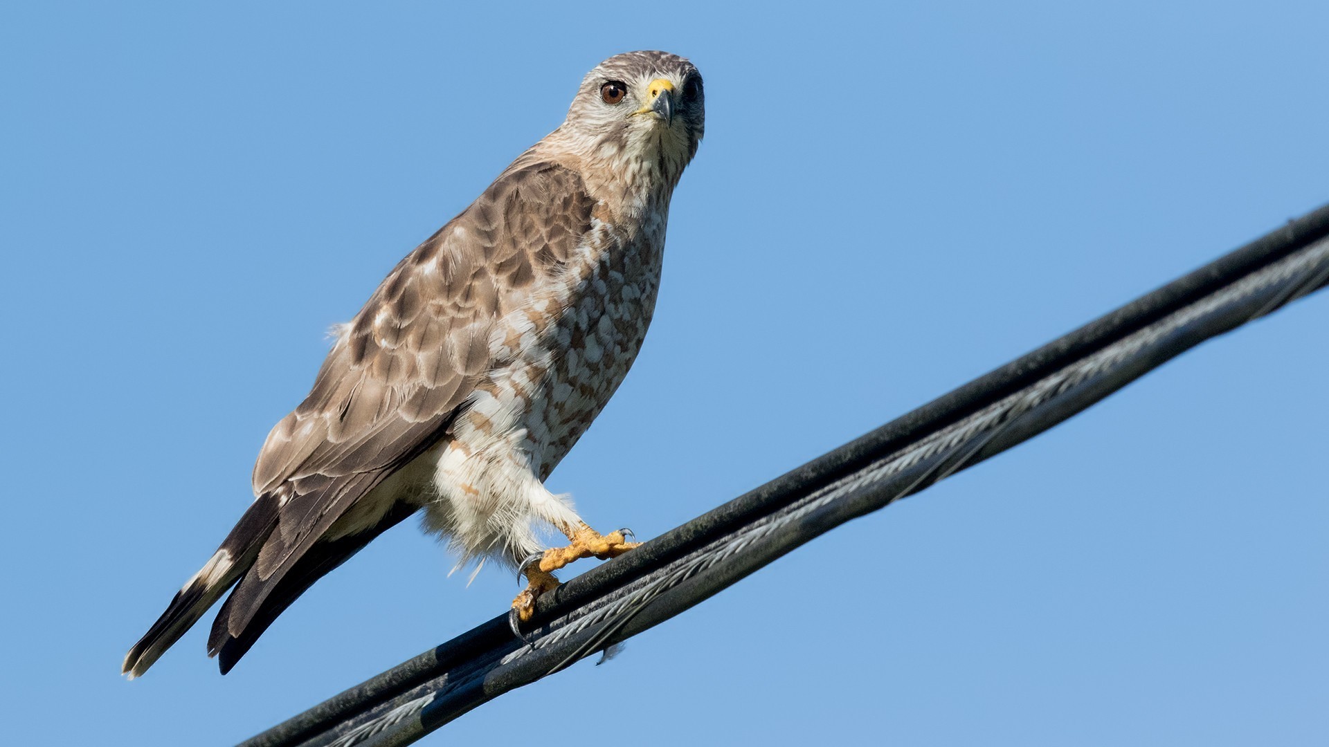 Broad-winged Hawk