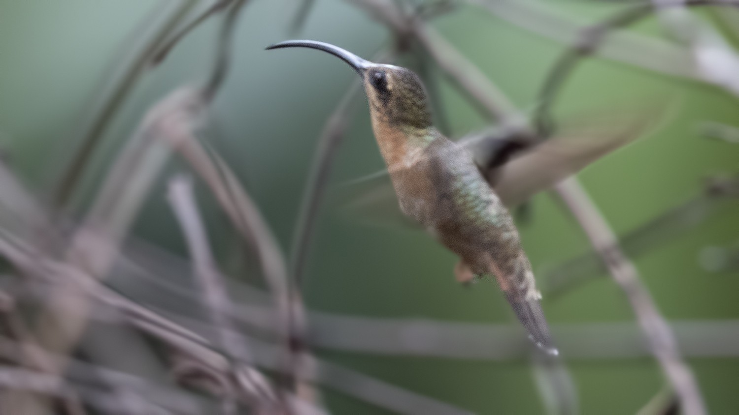 Bronzy Hermit — Ana fotoğraf