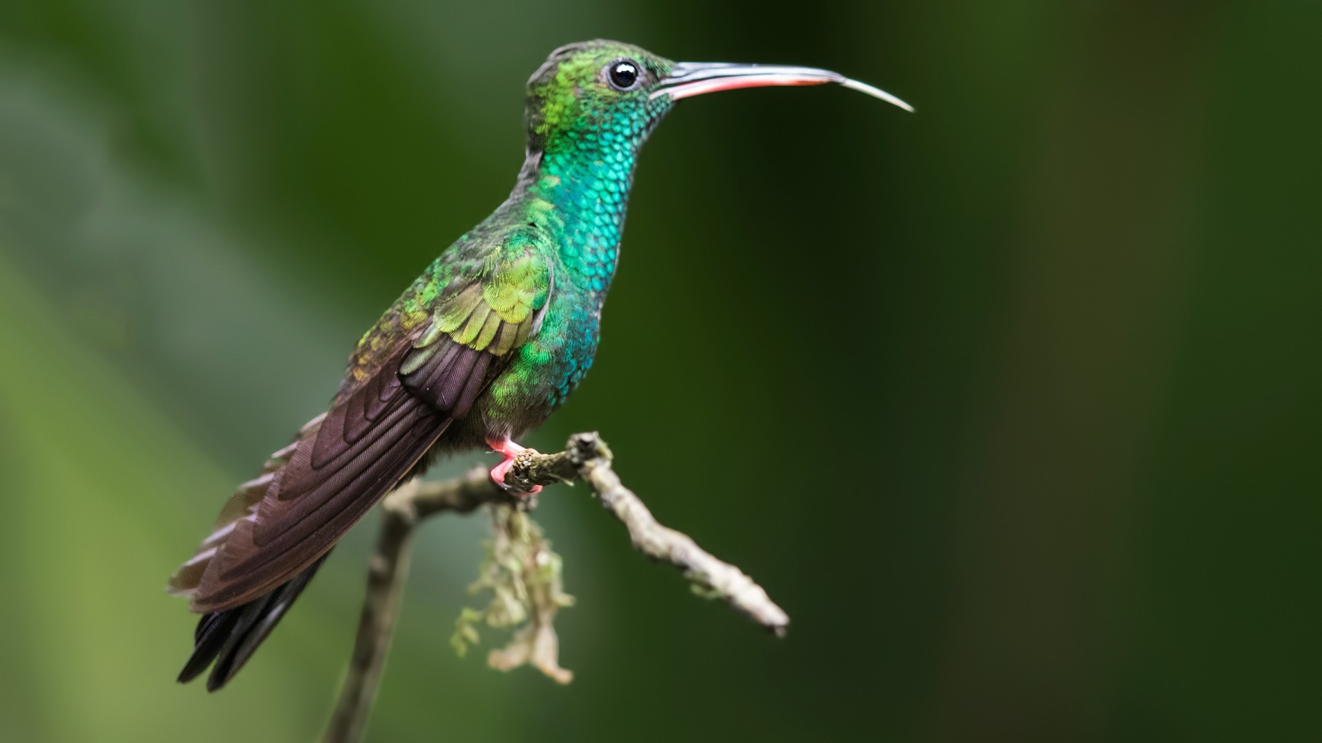 Bronze-tailed Plumeleteer