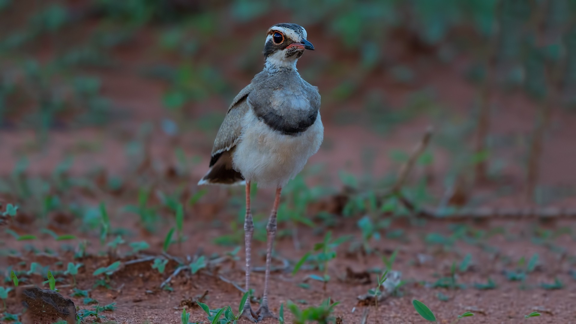 Bronze-winged Courser