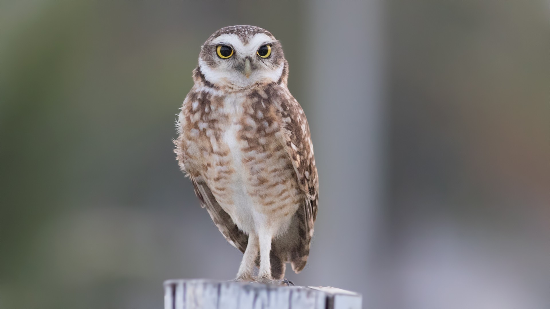 Tawny-browed Owl — Ana fotoğraf