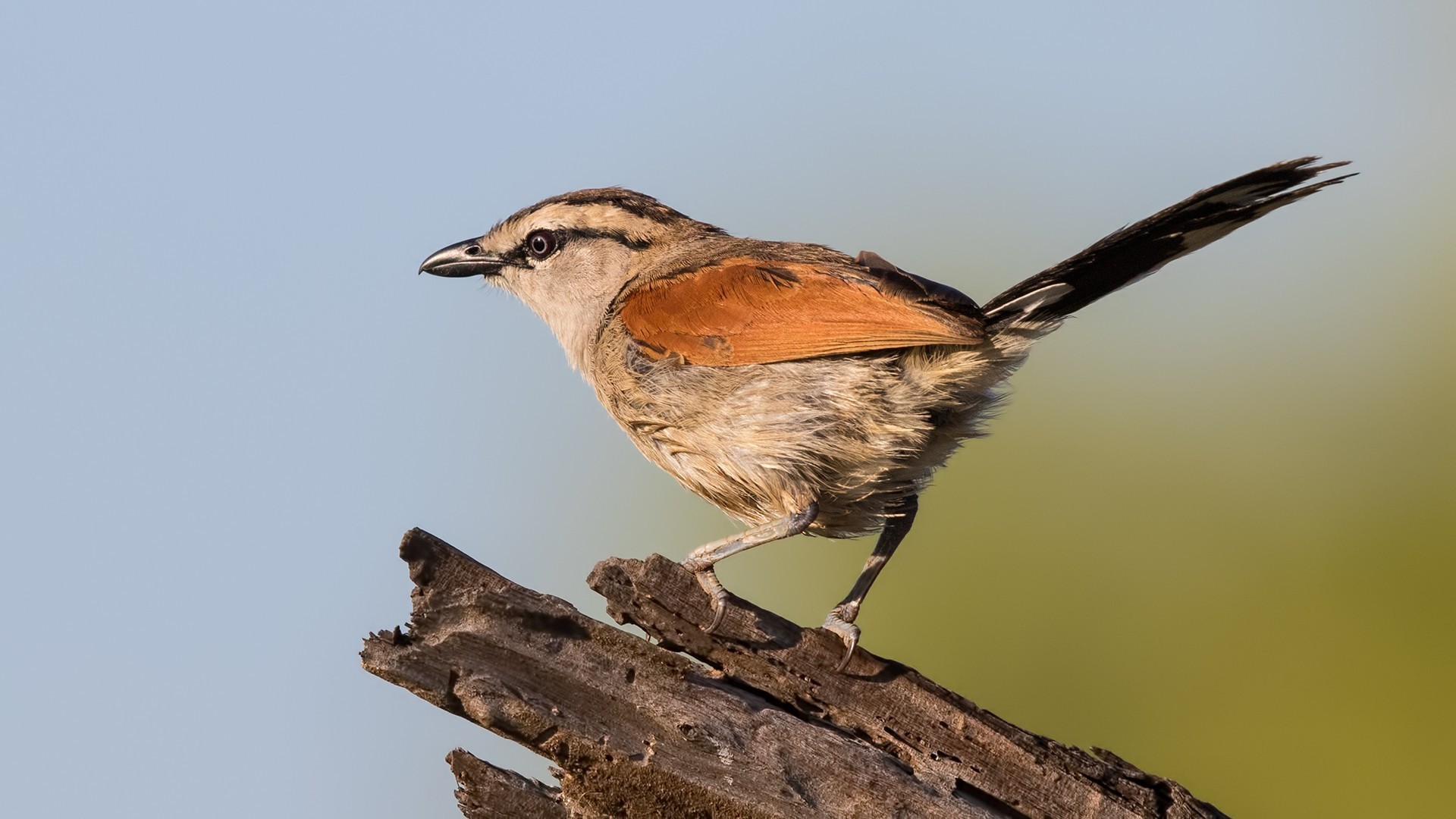 Brown-crowned Tchagra — Ana fotoğraf