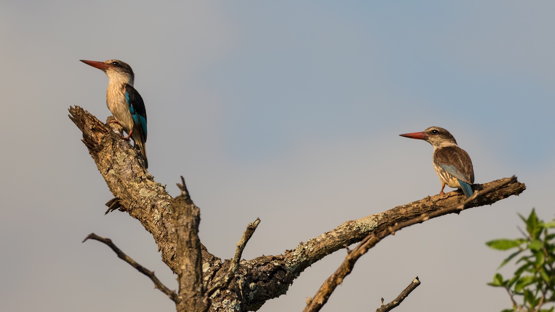 Brown-hooded Kingfisher — Ana fotoğraf