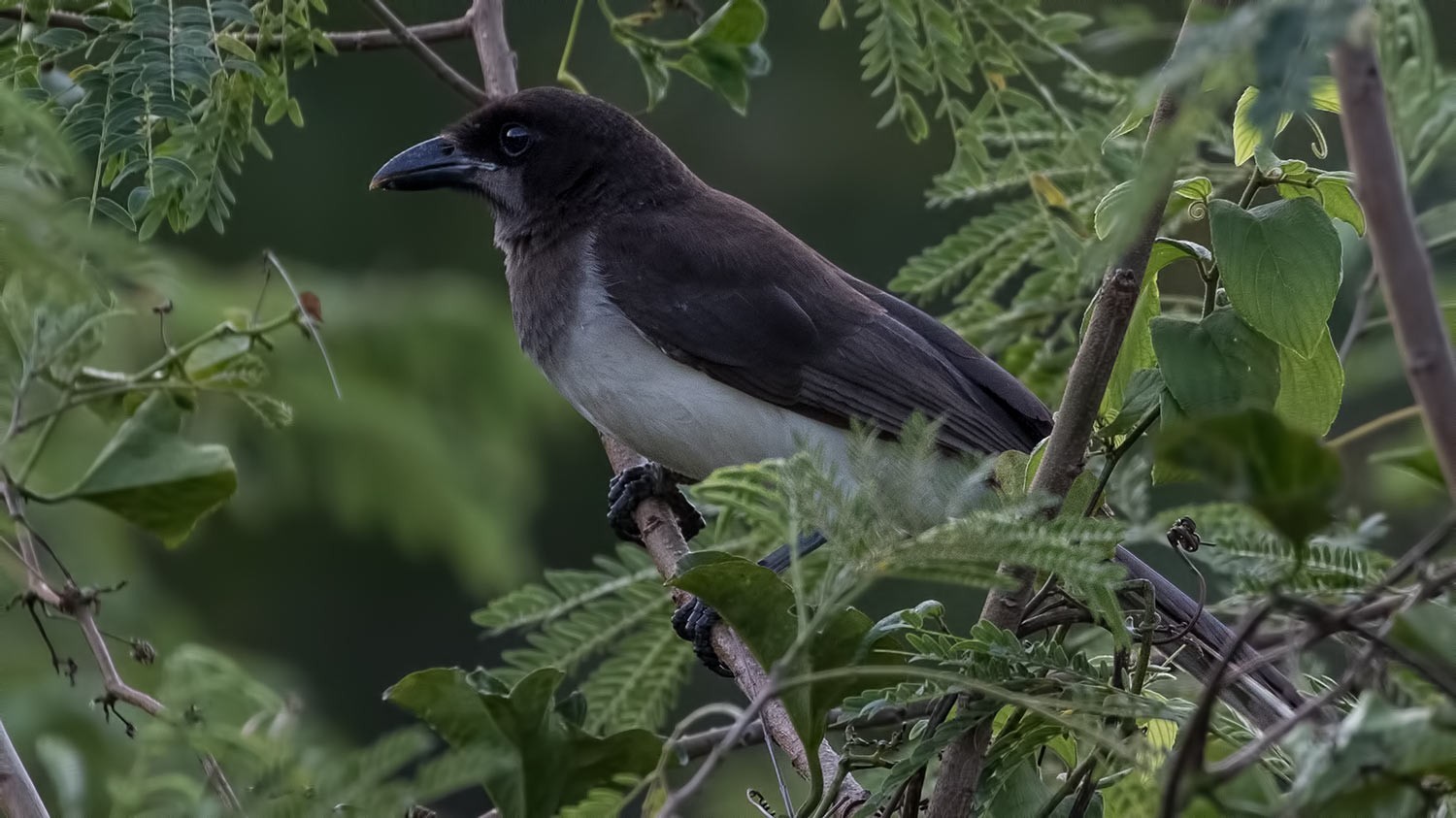 Brown Jay — Ana fotoğraf