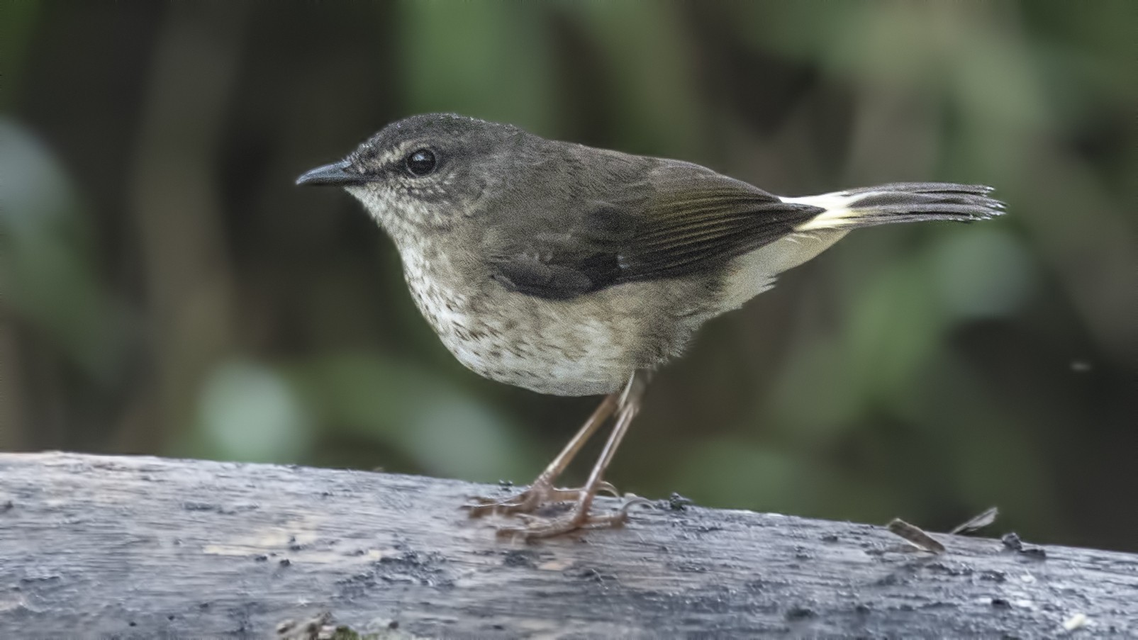 Buff-rumped Warbler