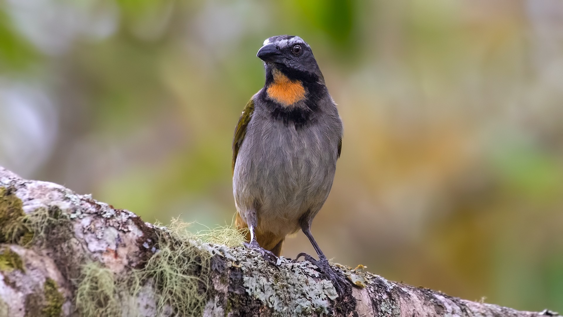 Buff-throated Saltator