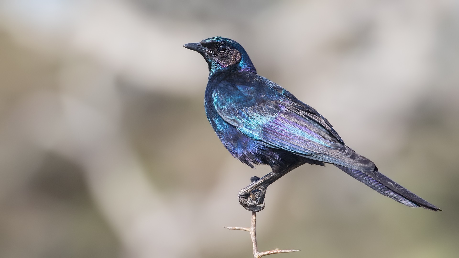 Burchell's Starling — Ana fotoğraf