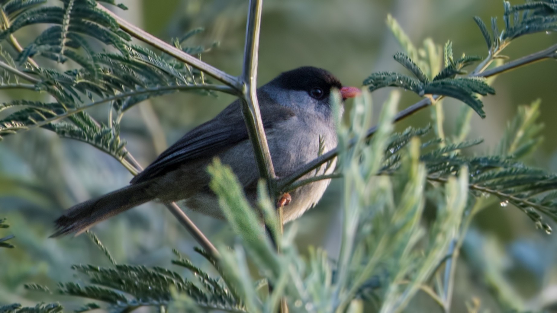Bush Blackcap — Ana fotoğraf