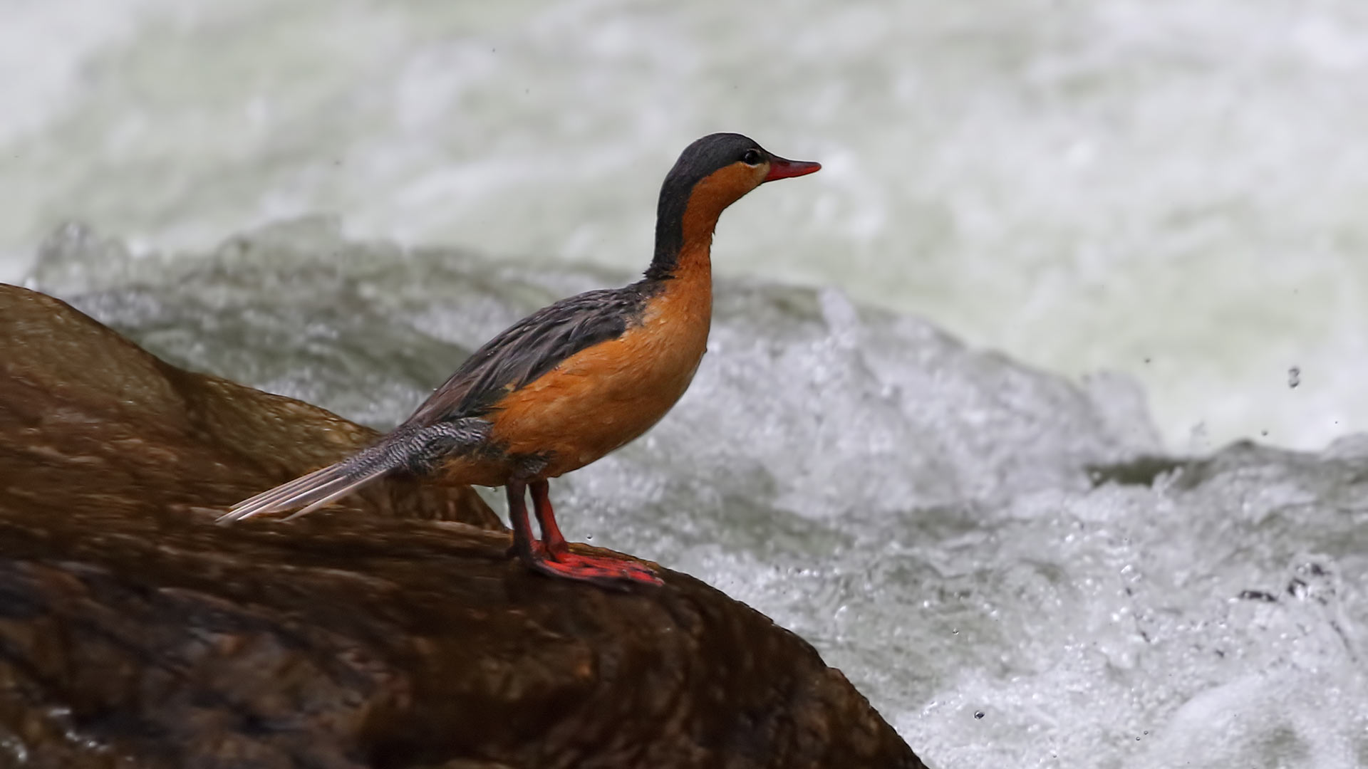 Torrent Duck — Ana fotoğraf