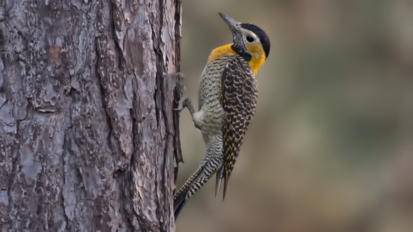 Campo Flicker — Ana fotoğraf