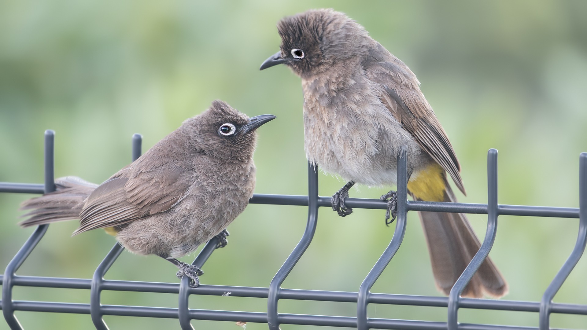 Cape Bulbul — Ana fotoğraf