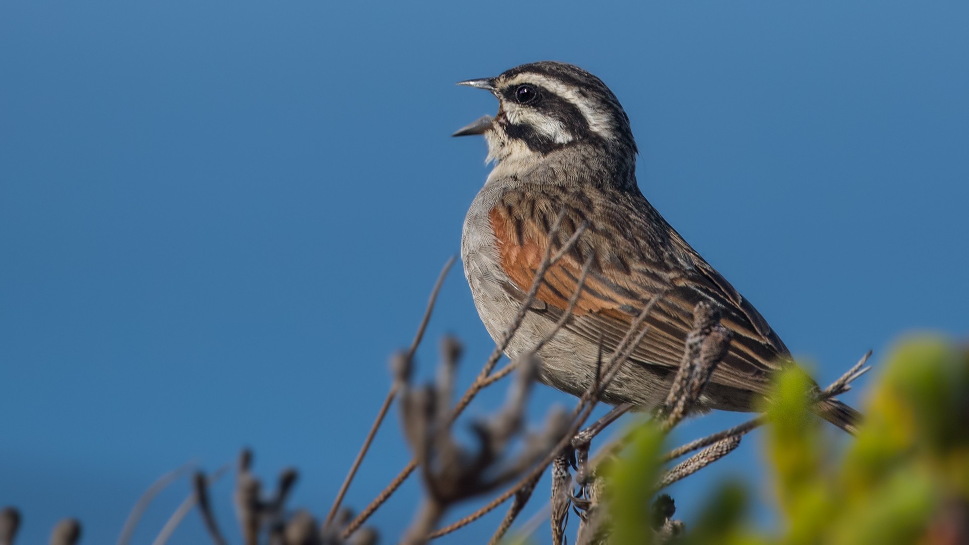 Cape Bunting — Ana fotoğraf