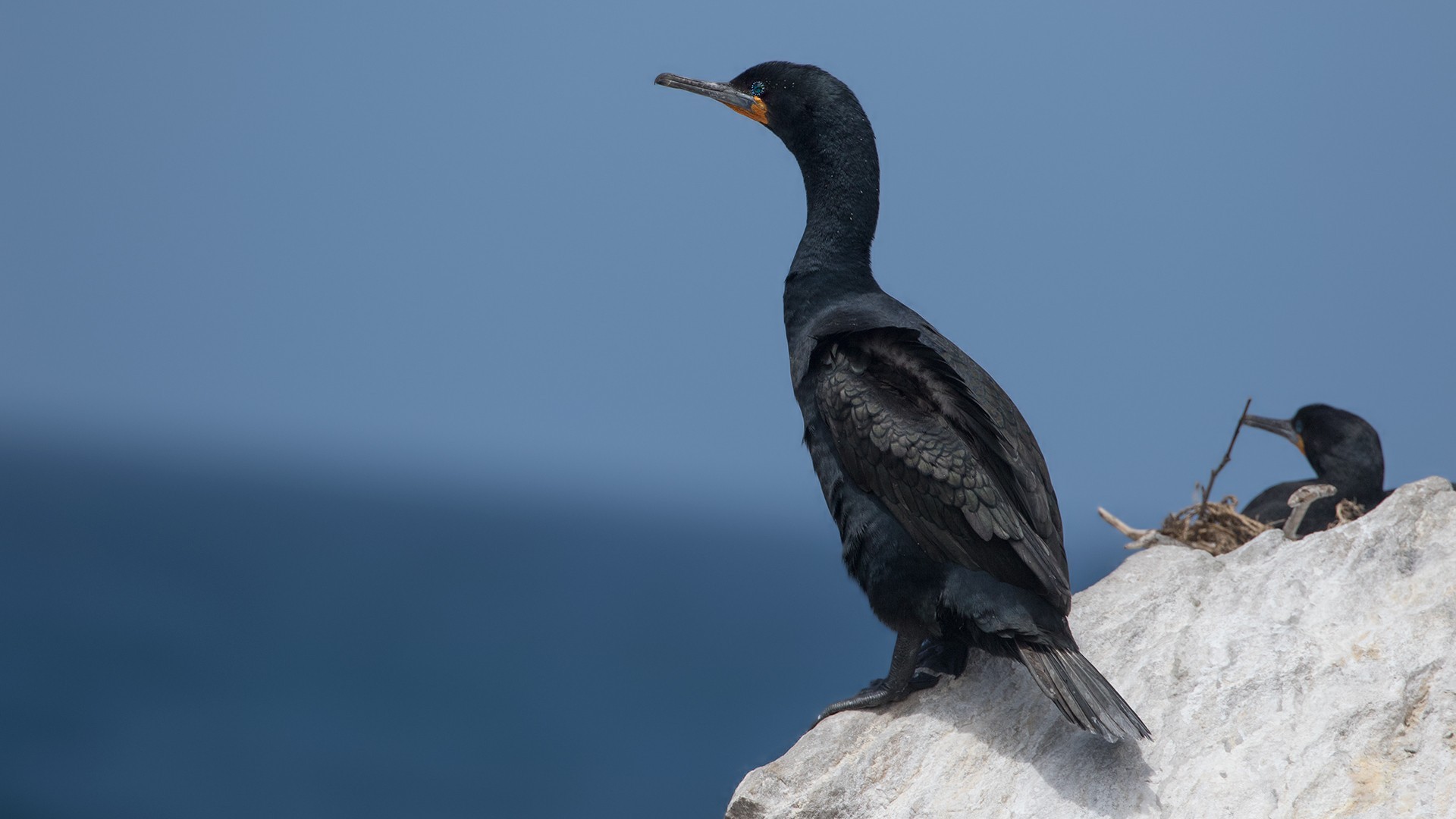 Cape Cormorant