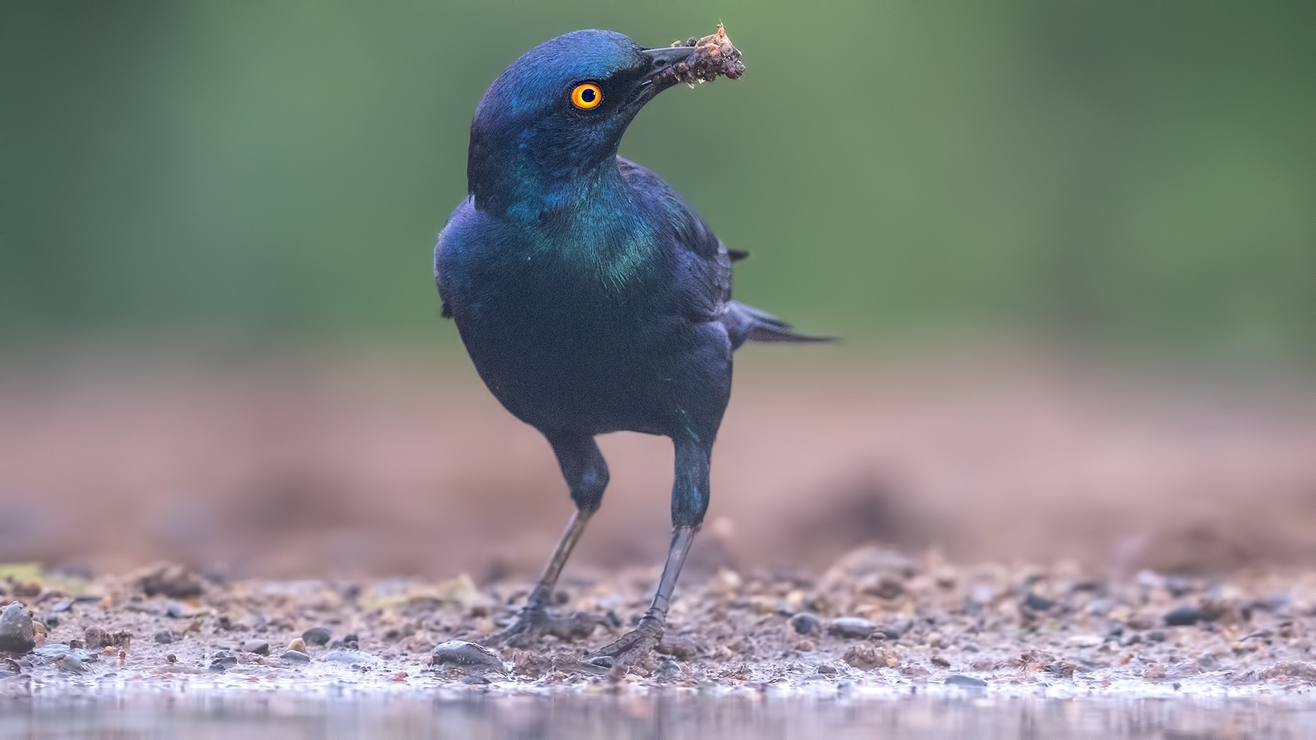 Cape Glossy Starling — Ana fotoğraf