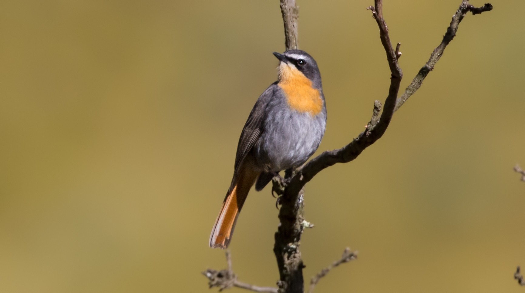 Cape Robin-chat — Ana fotoğraf