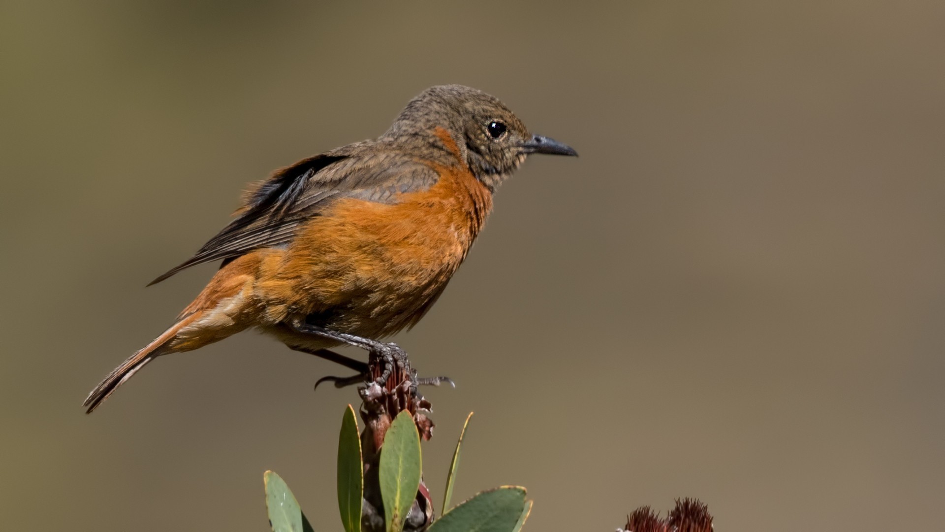 Cape Rock-thrush — Ana fotoğraf