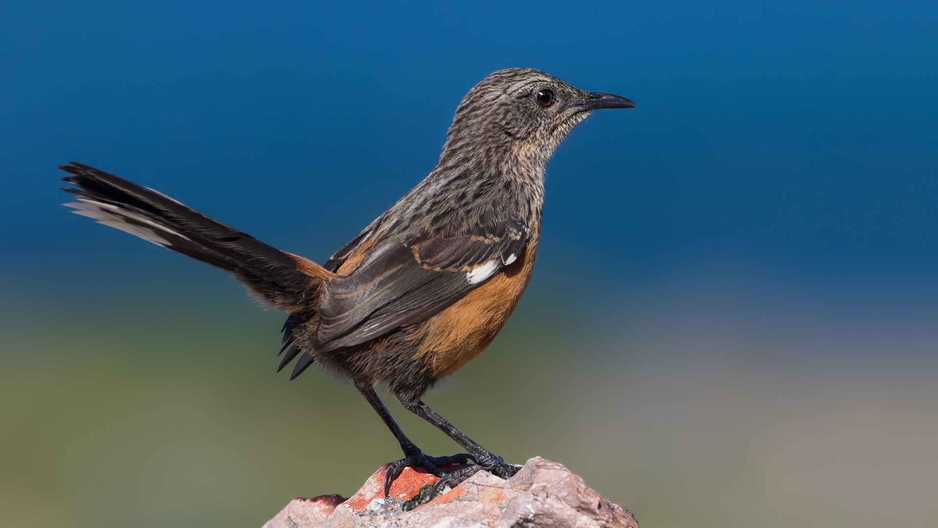 Cape Rockjumper — Ana fotoğraf