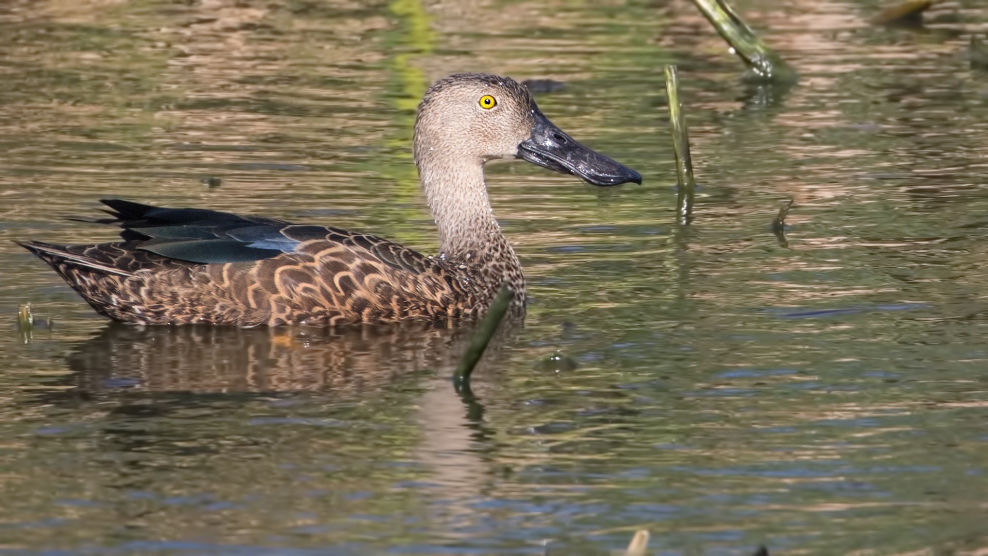 Cape Shoveler