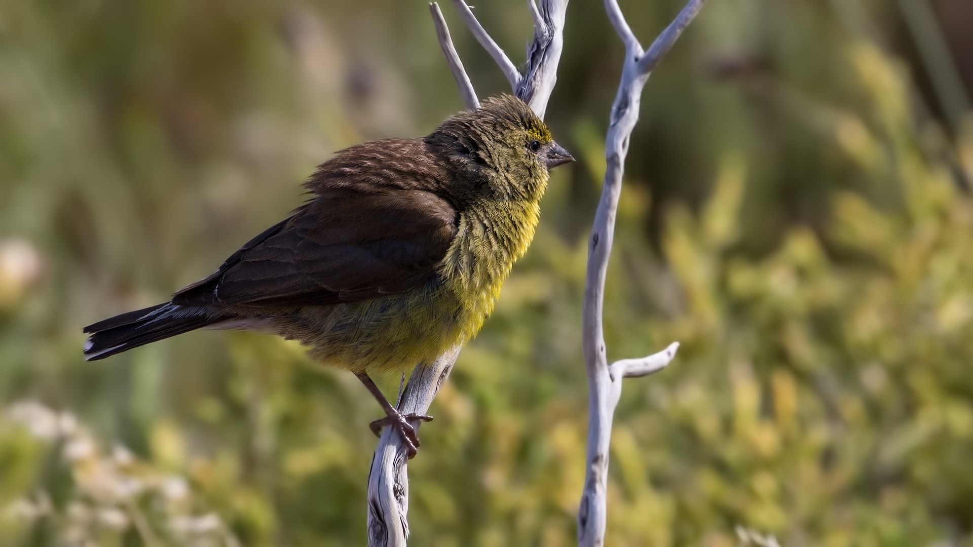 Cape Siskin — Ana fotoğraf