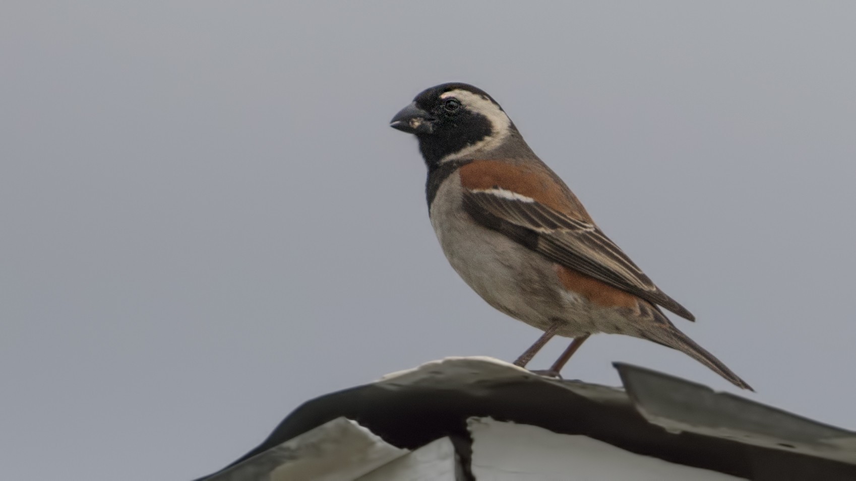 Cape Sparrow — Ana fotoğraf