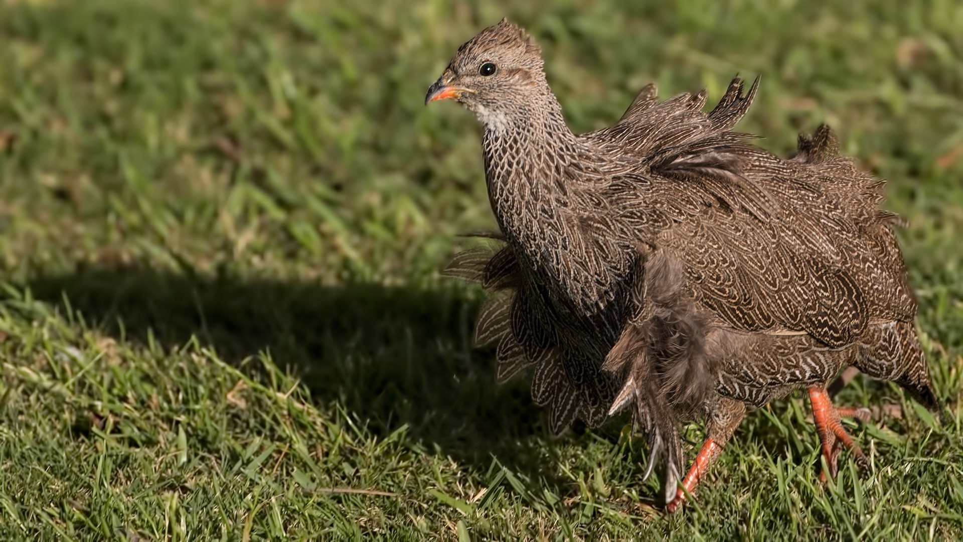 Cape Francolin — Ana fotoğraf