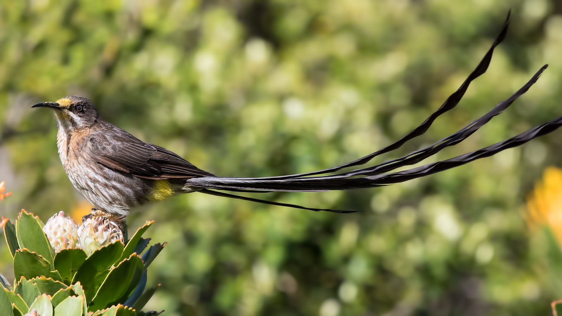 Cape Sugarbird — Ana fotoğraf