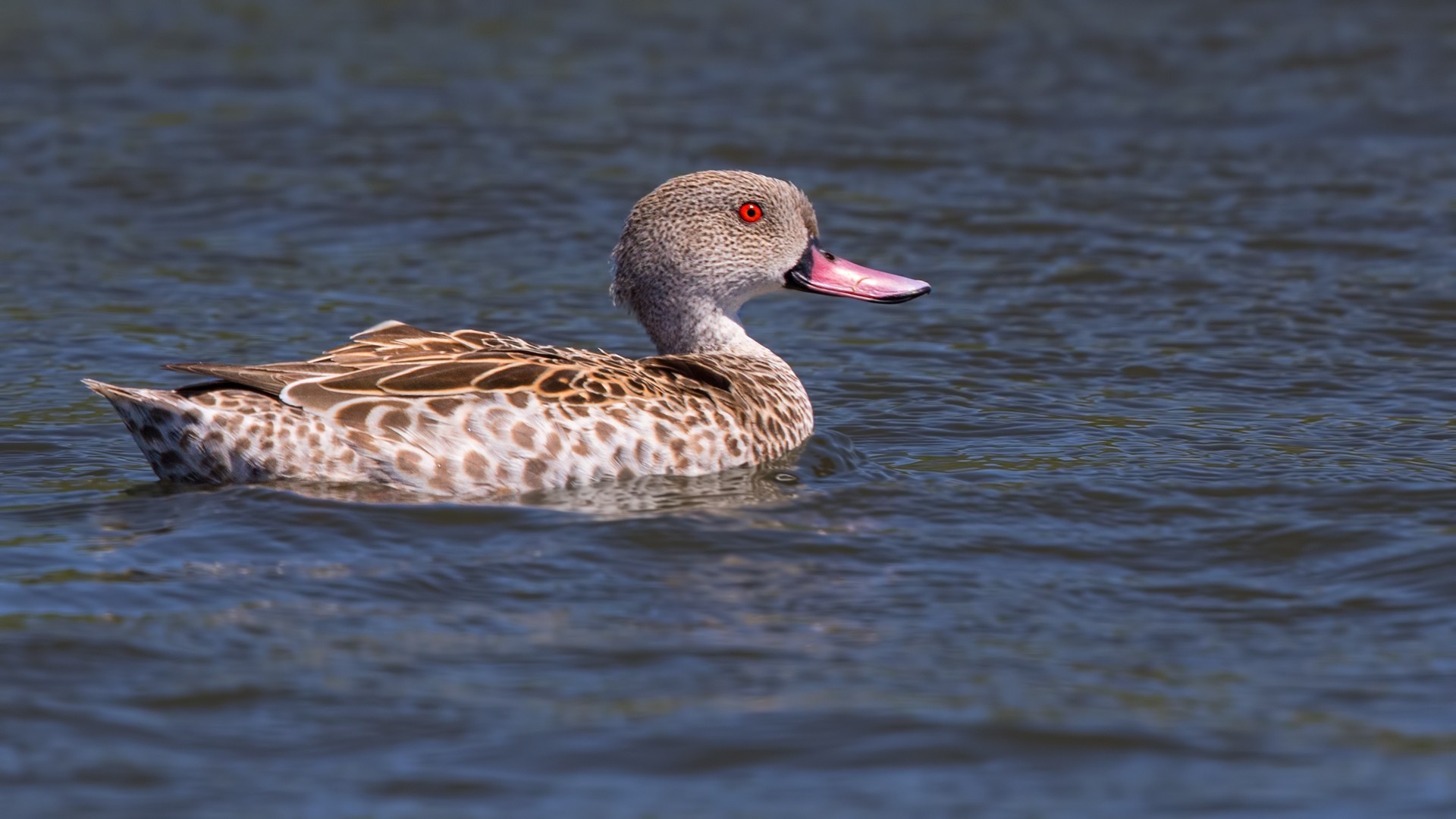 Cape Teal — Ana fotoğraf