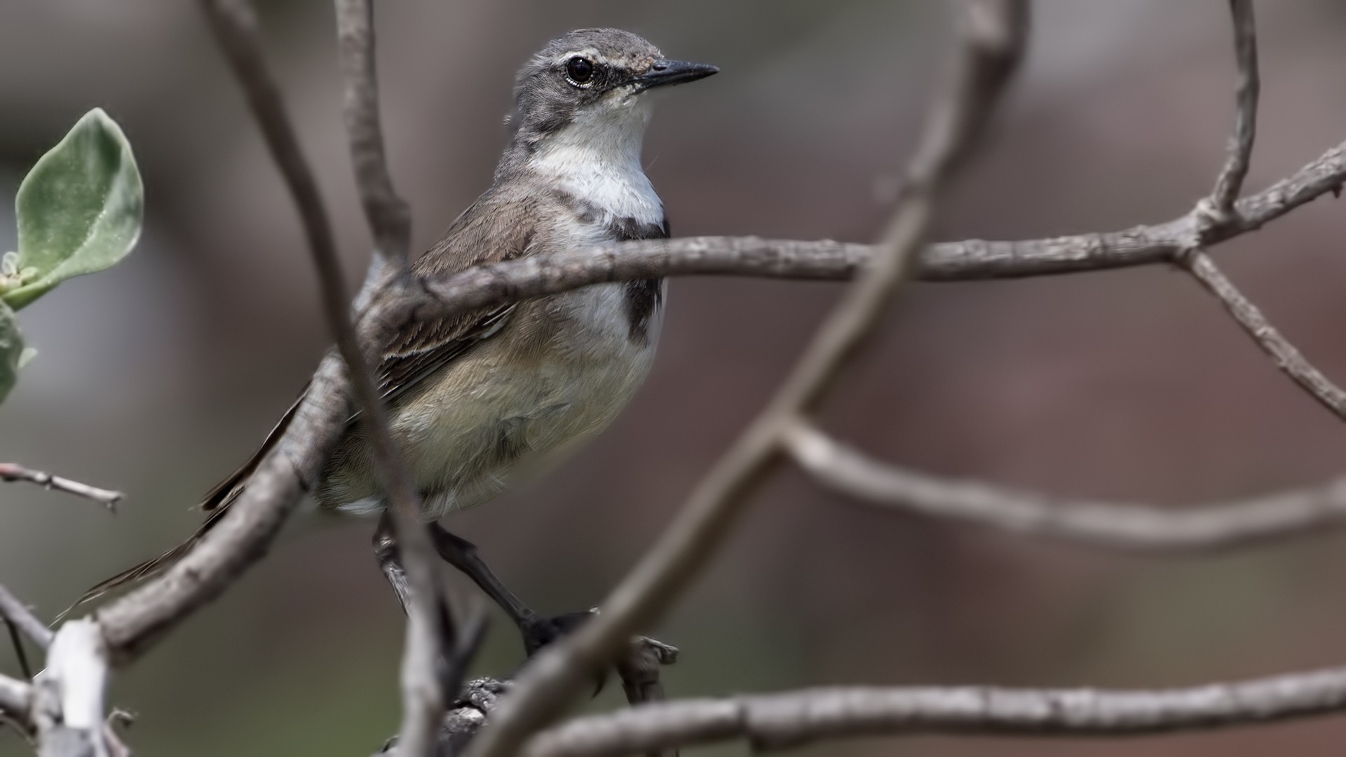 Cape Wagtail