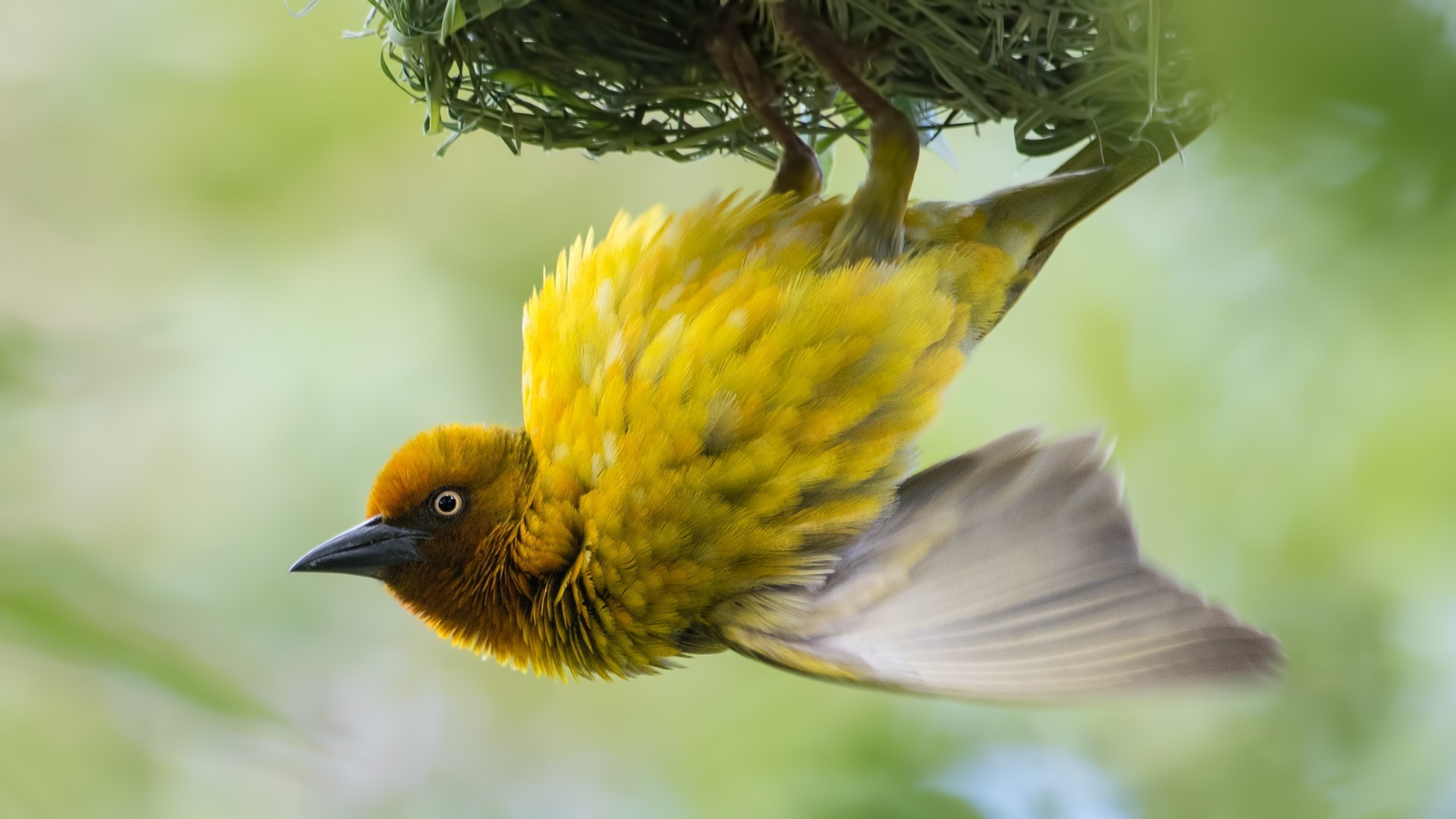 Cape Weaver — Ana fotoğraf