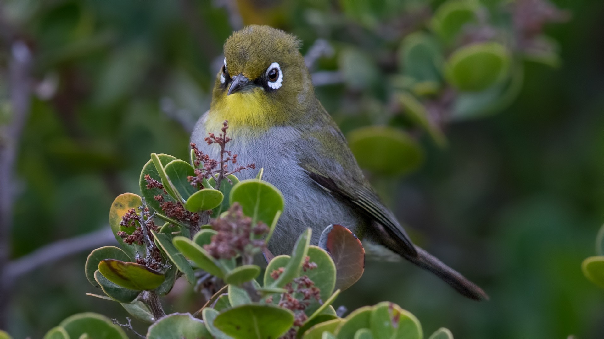 Cape White-eye — Ana fotoğraf