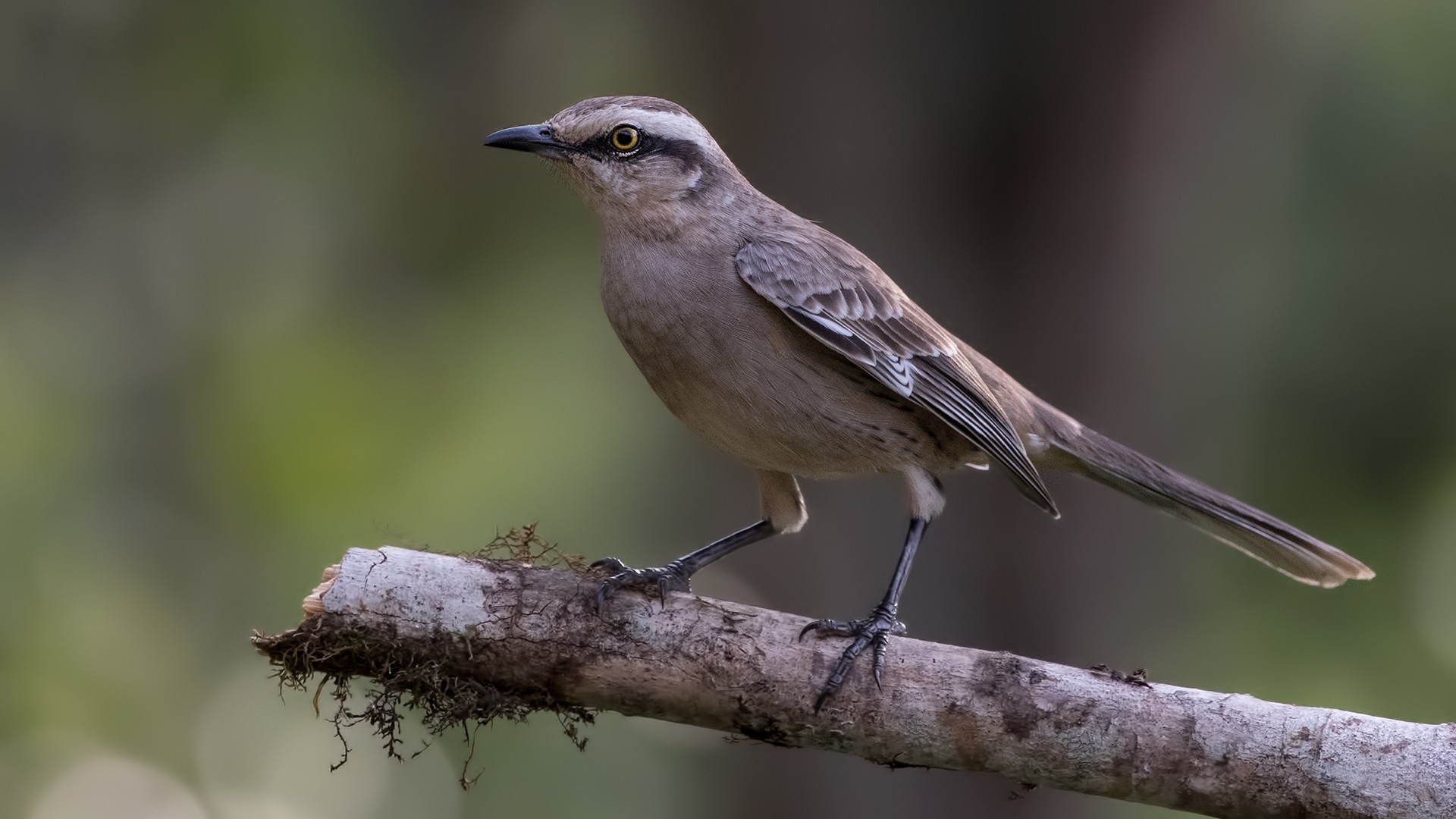 Chalk-browed Mockingbird — Ana fotoğraf