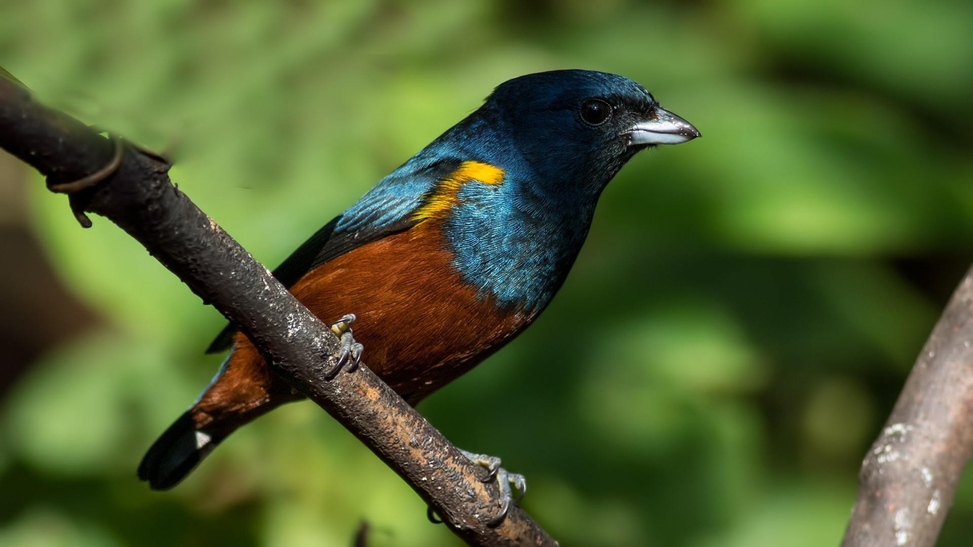 Chestnut-bellied Euphonia