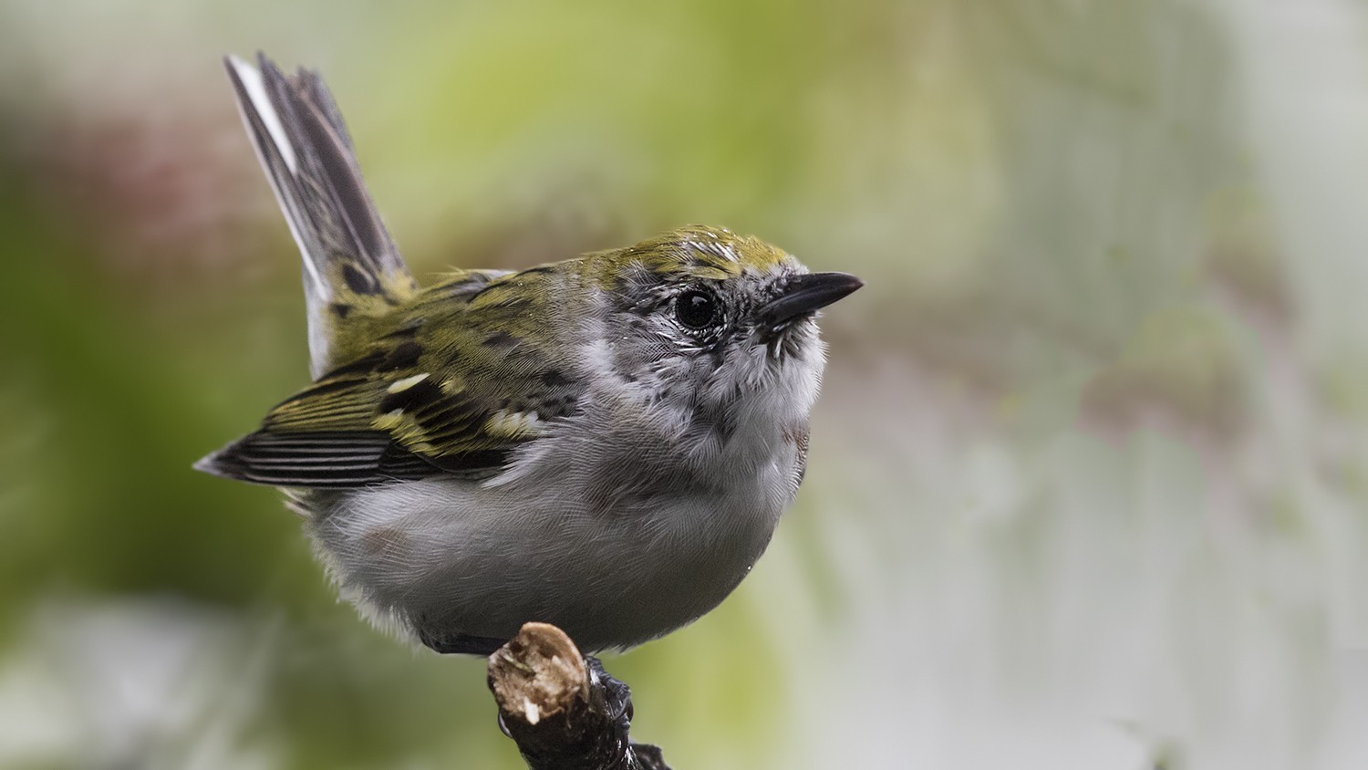 Chestnut-sided Warbler — Ana fotoğraf