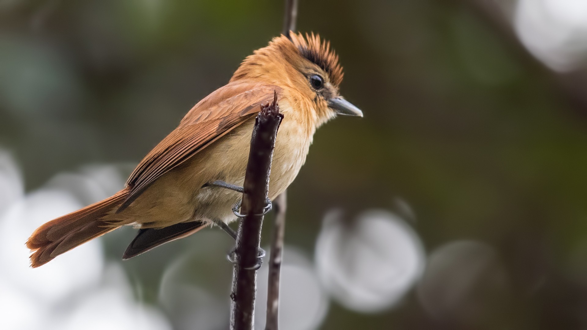 Cinnamon Becard
